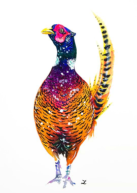 Pheasant