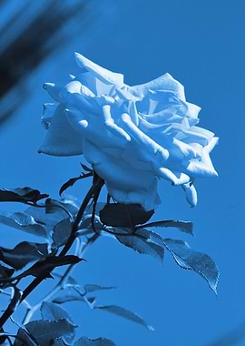 Rose classic blue 973