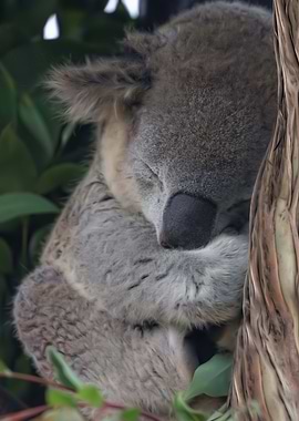 Sleepy Koala