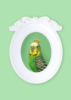 Royal Budgie