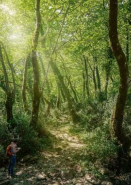 A Light into the Woods