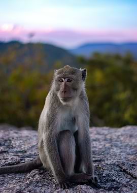 Cute primate