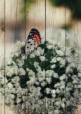 Butterfly Art