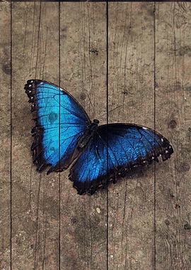 Butterfly Art