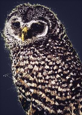 Owls in the artwork 20