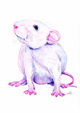White Rat