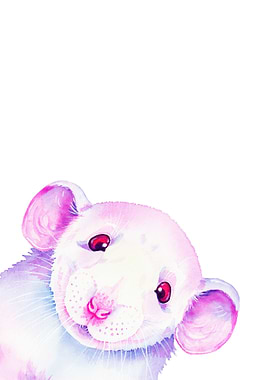 White Rat Peekaboo 2