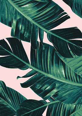 Blush Banana Leaves 5