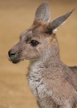 Wallaby