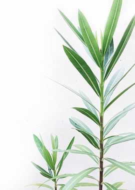 Natural Background 06