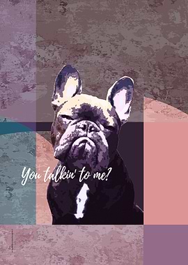 Glaring French Bulldog
