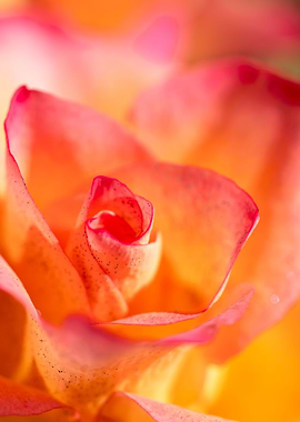 Glittering pink roses