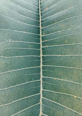 Natural Background 08