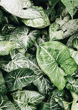 Natural Background 10