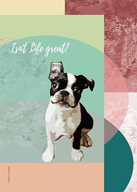 Happy Boston Terrier