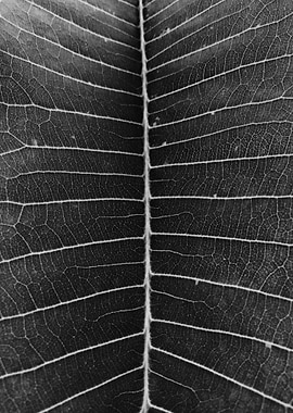 Natural Background 09