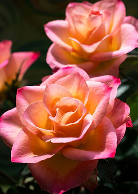 Glittering pink roses