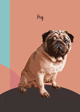 Pug