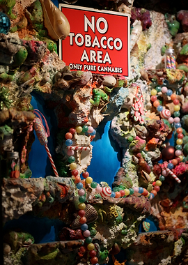 Dolphins coffeshop deco