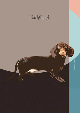 Dachshund