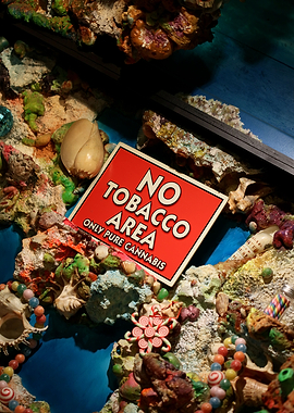 Dolphins coffeshop deco