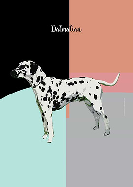 Dalmatian