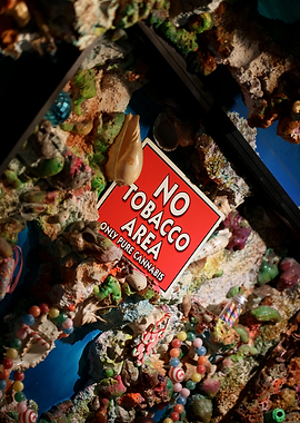 Dolphins coffeshop deco