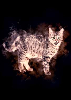 Domestic Cat Aura Two