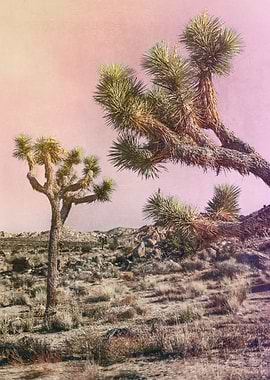 Joshua Trees ii