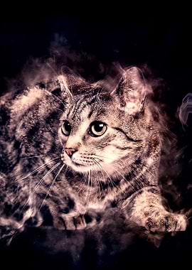 Domestic Cat Aura Fifteen