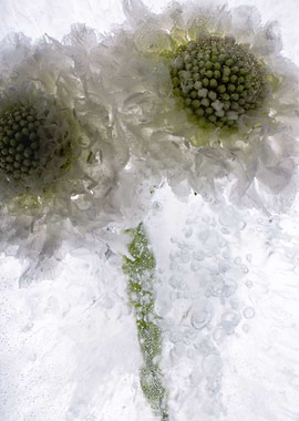 White Scaevola in ice 4