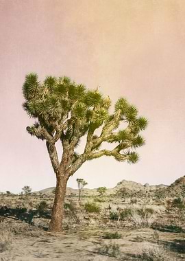 Joshua Tree i