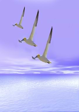 Northern Gannets