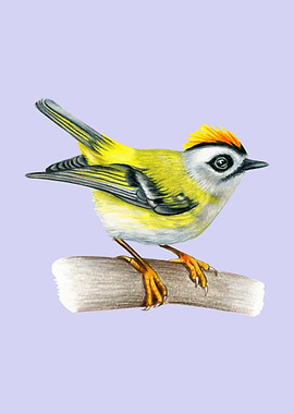 Fire crest bird