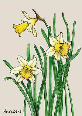 Narcissus