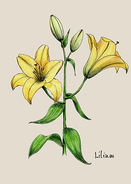 Lilium