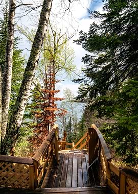 Lake Superior Forest
