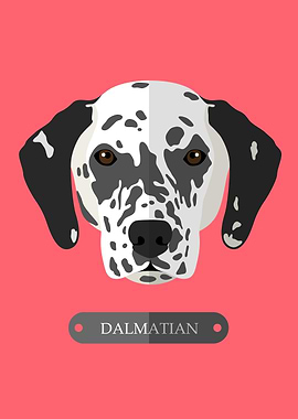dog dalmatian