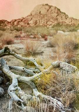 Joshua Tree iv