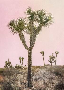 Joshua Tree iii