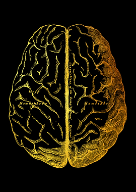 Brain