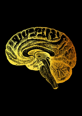 Brain