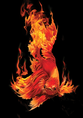 Fighting Fire Fish