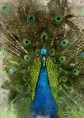 Watercolour Peacock