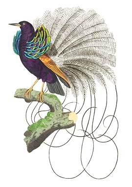 Vaillantian Paradise bi