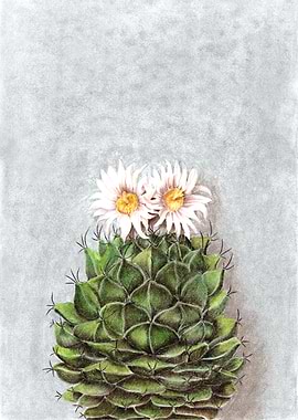 Flowering cactus Obregonia