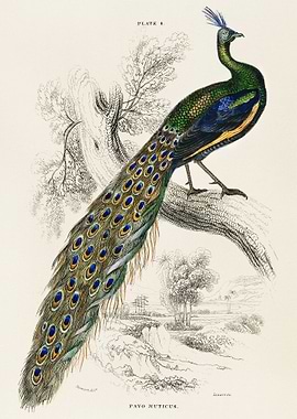 Male Peafowl Portrait
