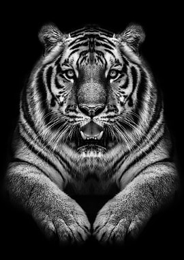 wild tiger black poster