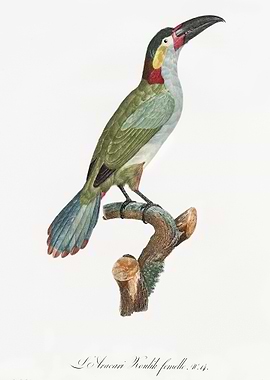 Black necked Aracari