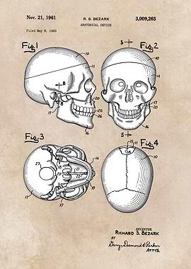 patent Bezark Anatomical d